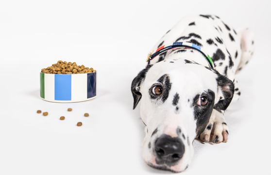 Small Pet Bowl, Adventure Stripe