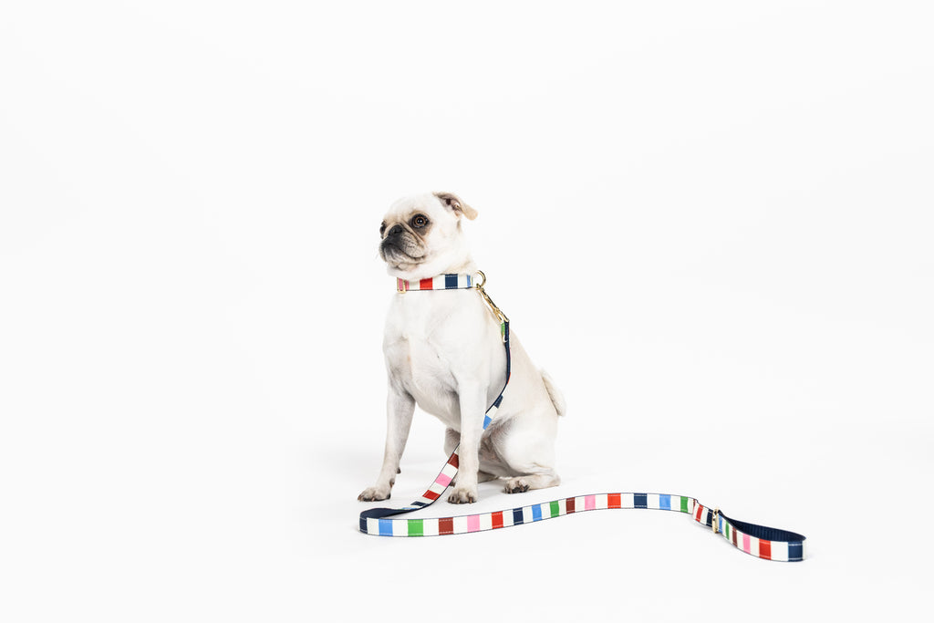 Small Dog Collar, Adventure Stripe