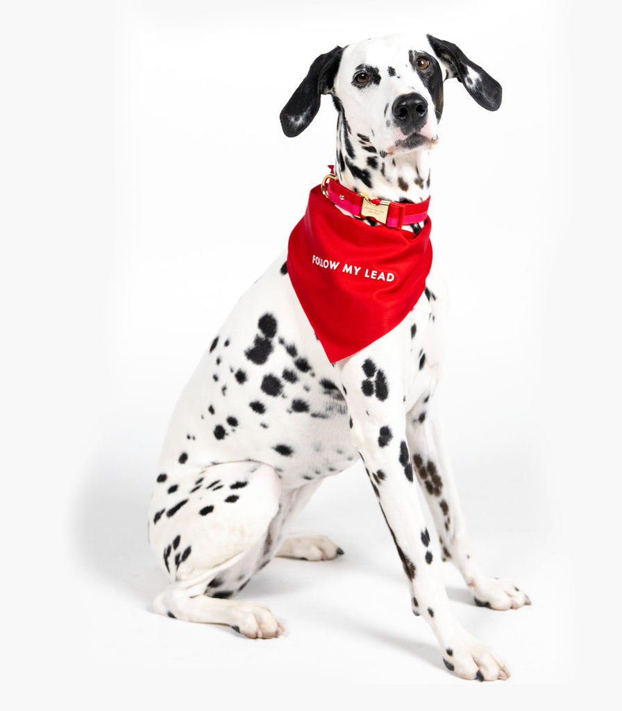 Large Pet Bandana, Red and Pink