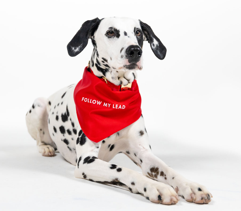 Large Pet Bandana, Red and Pink