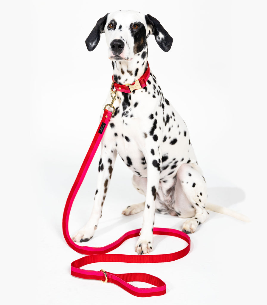 Large Dog Leash, Red and Pink