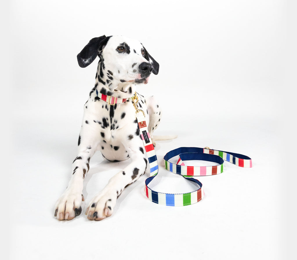 Large Dog Leash, Adventure Stripe