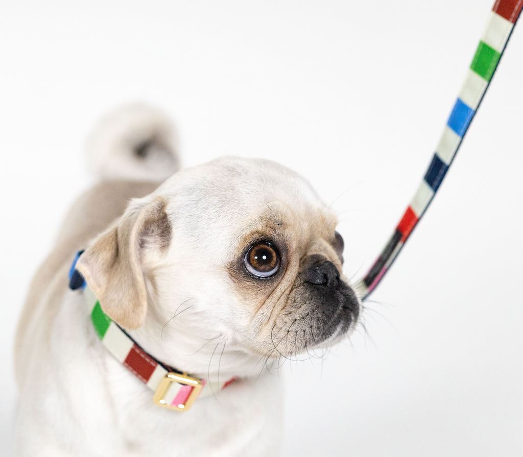 Small Dog Leash, Adventure Stripe