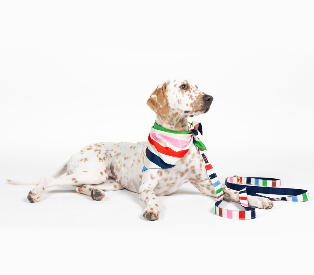 Small Pet Bandana, Adventure Stripe